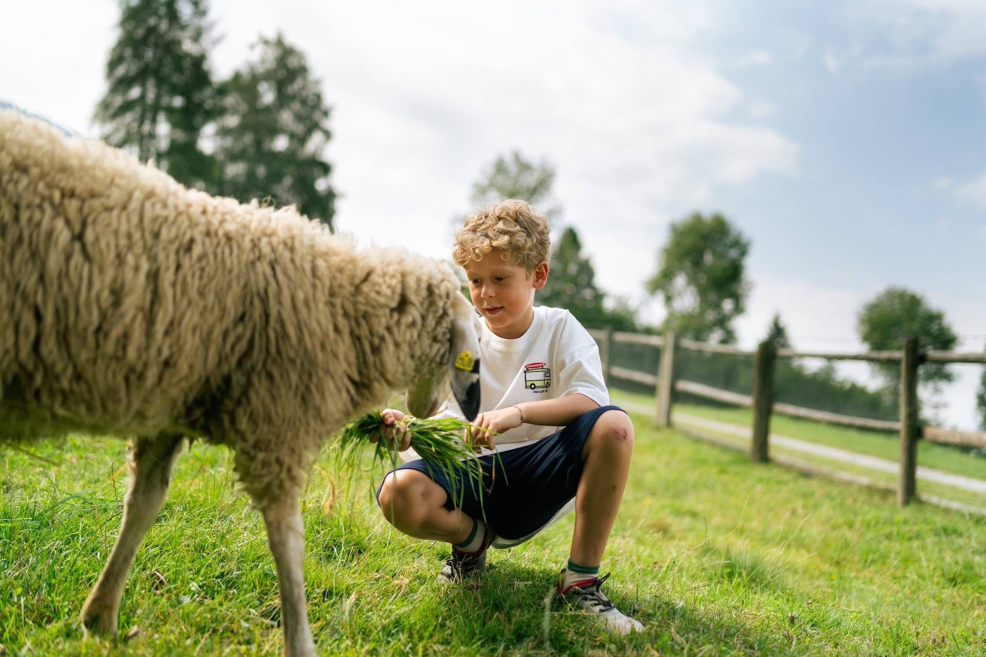 Ein Kind füttert ein Schaf auf der Wiese
